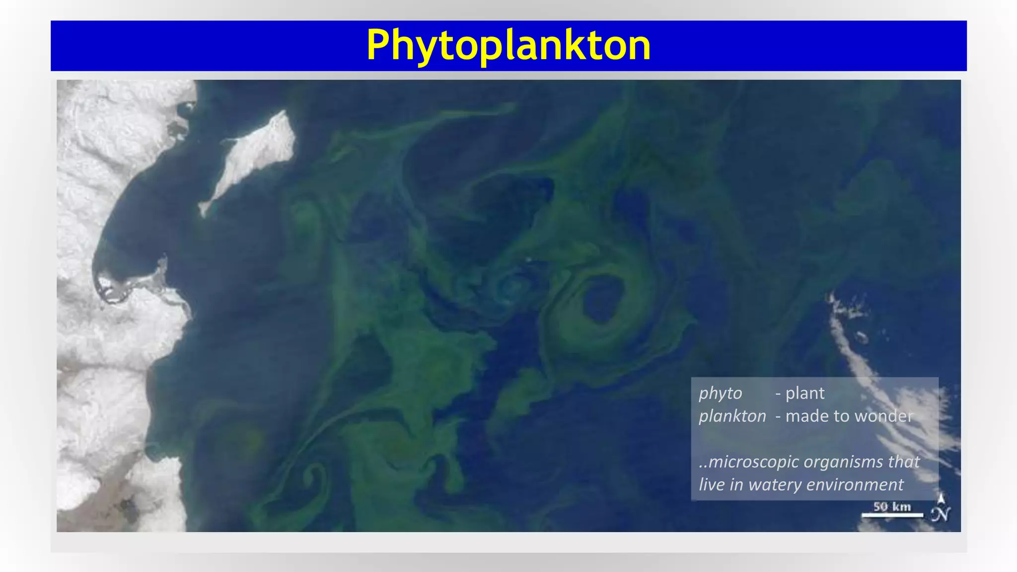 Phytoplankton
phyto - plant
plankton - made to wonder
..microscopic organisms that
live in watery environment
 