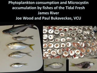 Phytoplankton consumption and Microcystin
  accumulation by fishes of the Tidal Fresh
               James River
    Joe Wood and Paul Bukaveckas, VCU
 