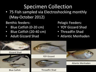 Specimen Collection
• 75 Fish sampled via Electroshocking monthly
  (May-October 2012)
Benthic feeders:                        Pelagic Feeders:
• Blue Catfish (0-20 cm)                • YOY Gizzard Shad
• Blue Catfish (20-40 cm)               • Threadfin Shad
• Adult Gizzard Shad                    • Atlantic Menhaden



  Gizzard Shad
                        YOY Gizzard

                                                Atlantic Menhaden

  Blue Catfish         Threadfin Shad
 