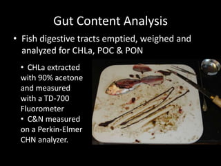 Gut Content Analysis
• Fish digestive tracts emptied, weighed and
  analyzed for CHLa, POC & PON
 • CHLa extracted
 with 90% acetone
 and measured
 with a TD-700
 Fluorometer
 • C&N measured
 on a Perkin-Elmer
 CHN analyzer.
 