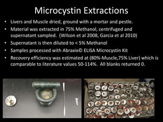 Microcystin Extractions
• Livers and Muscle dried, ground with a mortar and pestle.
• Material was extracted in 75% Methanol, centrifuged and
  supernatant sampled. (Wilson et al 2008, Garcia et al 2010)
• Supernatant is then diluted to < 5% Methanol
• Samples processed with Abraxix© ELISA Microcystin Kit
• Recovery efficiency was estimated at (80%-Muscle,75% Liver) which is
  comparable to literature values 50-114%. All blanks returned 0.
 
