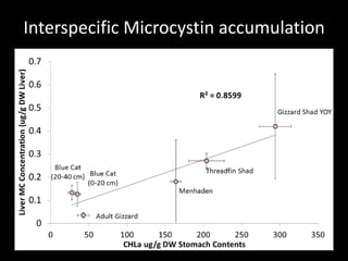 Interspecific Microcystin accumulation
 