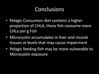 Conclusions
• Pelagic Consumers diet contains a higher
  proportion of CHLA, these fish consume more
  CHLa per g Fish
• Microcystin accumulates in liver and muscle
  tissues at levels that may cause impairment
• Pelagic feeding fish may be more vulnerable to
  Microcystin exposure
 