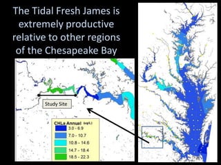 The Tidal Fresh James is
 extremely productive
relative to other regions
 of the Chesapeake Bay



       Study Site
 