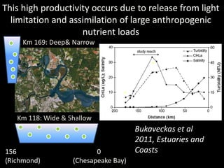 This high productivity occurs due to release from light
  limitation and assimilation of large anthropogenic
                    nutrient loads
     Km 169: Deep& Narrow




   Km 118: Wide & Shallow
                                      Bukaveckas et al
                                      2011, Estuaries and
156                       0           Coasts
(Richmond)         (Chesapeake Bay)
 