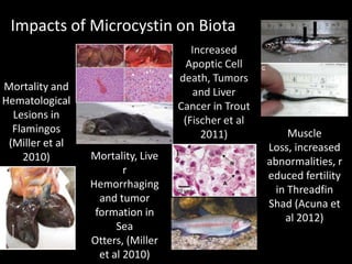 Impacts of Microcystin on Biota
                                      Increased
                                     Apoptic Cell
                                   death, Tumors
Mortality and                         and Liver
Hematological                      Cancer in Trout
  Lesions in                        (Fischer et al
  Flamingos                             2011)             Muscle
 (Miller et al                                       Loss, increased
    2010)        Mortality, Live                     abnormalities, r
                         r                           educed fertility
                 Hemorrhaging                          in Threadfin
                   and tumor                         Shad (Acuna et
                  formation in                           al 2012)
                       Sea
                 Otters, (Miller
                   et al 2010)
 