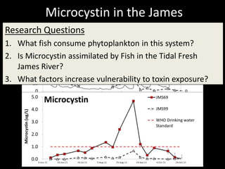 Microcystin in the James
Research Questions
1. What fish consume phytoplankton in this 2011system?
2. Is Microcystin assimilated by Fish in the Tidal Fresh
   James River?
3. What factors increase vulnerability to toxin exposure?
       WHO
       Drinking
       Water
       Standard
 