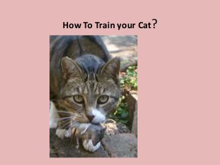 How To Train your Cat? 
Cat 
 