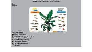 Model agro-ecosystem analysis chart
Date:
Location:
Soil conditions :
Weather conditions :
Diseases types and severity :
Weeds types and intensity :
Rodent damage (if any) :
No. of insect pests :
No. of natural enemies :
P: D ratio :
 