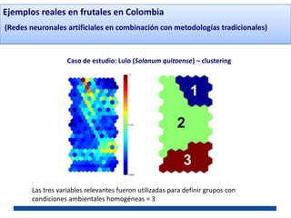 Ejemplos reales en frutales en Colombia
(Redes neuronales artificiales en combinación con metodologías tradicionales)



                    Caso de estudio: Lulo (Solanum quitoense) – clustering




        Las tres variables relevantes fueron utilizadas para definir grupos con
        condiciones ambientales homogéneas = 3
 
