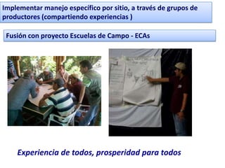 Implementar manejo específico por sitio, a través de grupos de
productores (compartiendo experiencias )

 Fusión con proyecto Escuelas de Campo - ECAs




    Experiencia de todos, prosperidad para todos
 