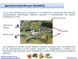 Agricultura Específica por Sitio(AEPS)

    Es un área definida por el productor y se diferencian claramente de otras por
    características ambientales, prácticas agrícolas o características del cultivar
    establecido en ella.
                                                          Tipos de manejo


    Edad de las             6
    plantas                                 6
                                                                   Variedad
   Tipo de suelo
                        3



   Las unidades de manejo existen debido a razones naturales como las diferencias
   en las características de los suelos, climáticas o topográficas, o debido a la
   intervención del agricultor quien implementa y experimenta con diversas prácticas
   agrícolas.
Agricultura específica por sitio
compartiendo experiencias (AESCE)                                           www.frutisitio.org
 