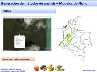 Generación de métodos de análisis – Modelos de NichoPlátanoGoogle Earth: Facilita visualización 