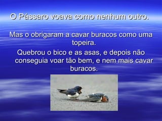 O Pássaro voava como nenhum outro.   Mas o obrigaram a cavar buracos como uma topeira. Quebrou o bico e as asas, e depois não conseguia voar tão bem, e nem mais cavar buracos. 