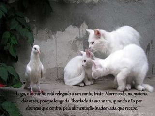 Logo, o bichinho estárelegado a um canto, triste. Morrecedo, na maioria
das vezes, porque longe da liberdadeda sua mata, quando não por
doenças que contrai pela alimentaçãoinadequada que recebe.
 