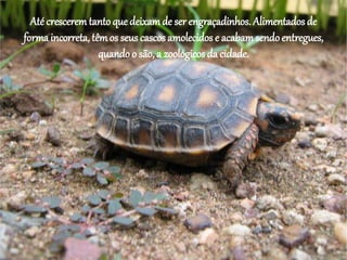 Até cresceremtanto que deixamde ser engraçadinhos. Alimentados de
forma incorreta, têmos seus cascos amolecidos e acabamsendoentregues,
quando o são, a zoológicos da cidade.
 