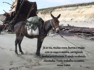Já se viu, muitas vezes, burros e mulas
comos ossos à mostra, carregando
fardos pesadíssimos. E ainda recebendo
chicotadas. Fome, trabalho excessivo,
maus tratos.
 