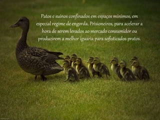 Patos e suínos confinados em espaços mínimos, em
especial regime de engorda. Prisioneiros, para acelerar a
hora de serem levados ao mercado consumidor ou
produzirem a melhor iguaria para sofisticados pratos.
 