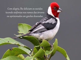 Com alegria, lhe deliciam os ouvidos
tecendo sinfonias nos ramos das árvores
ou aprisionados em gaiolas douradas.
 