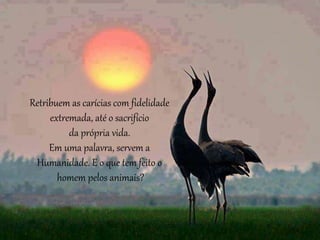 Retribuem as carícias com fidelidade
extremada, até o sacrifício
da própria vida.
Em uma palavra, servem a
Humanidade. E o que tem feito o
homem pelos animais?
 