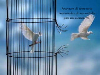 Repousam ali, sobre varas
improvisadas, de asas cortadas
para não alçarem vôo.
 