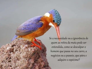 Se a necessidade ou a ignorância de
quem as retira da mata pode ser
entendida, como se desculpar o
homem que passa no seu carro, a
negócios ou a passeio, que pára e
adquire o espécime?
 
