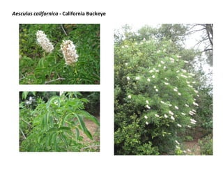 Aesculus californica - California Buckeye

 
