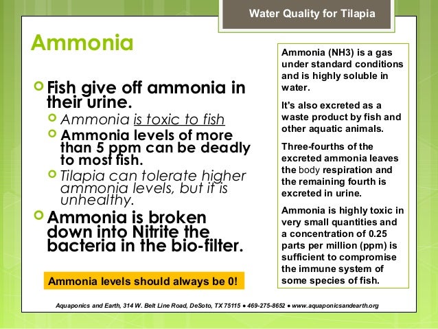 how to maintain fish water quality for aquaponics by john