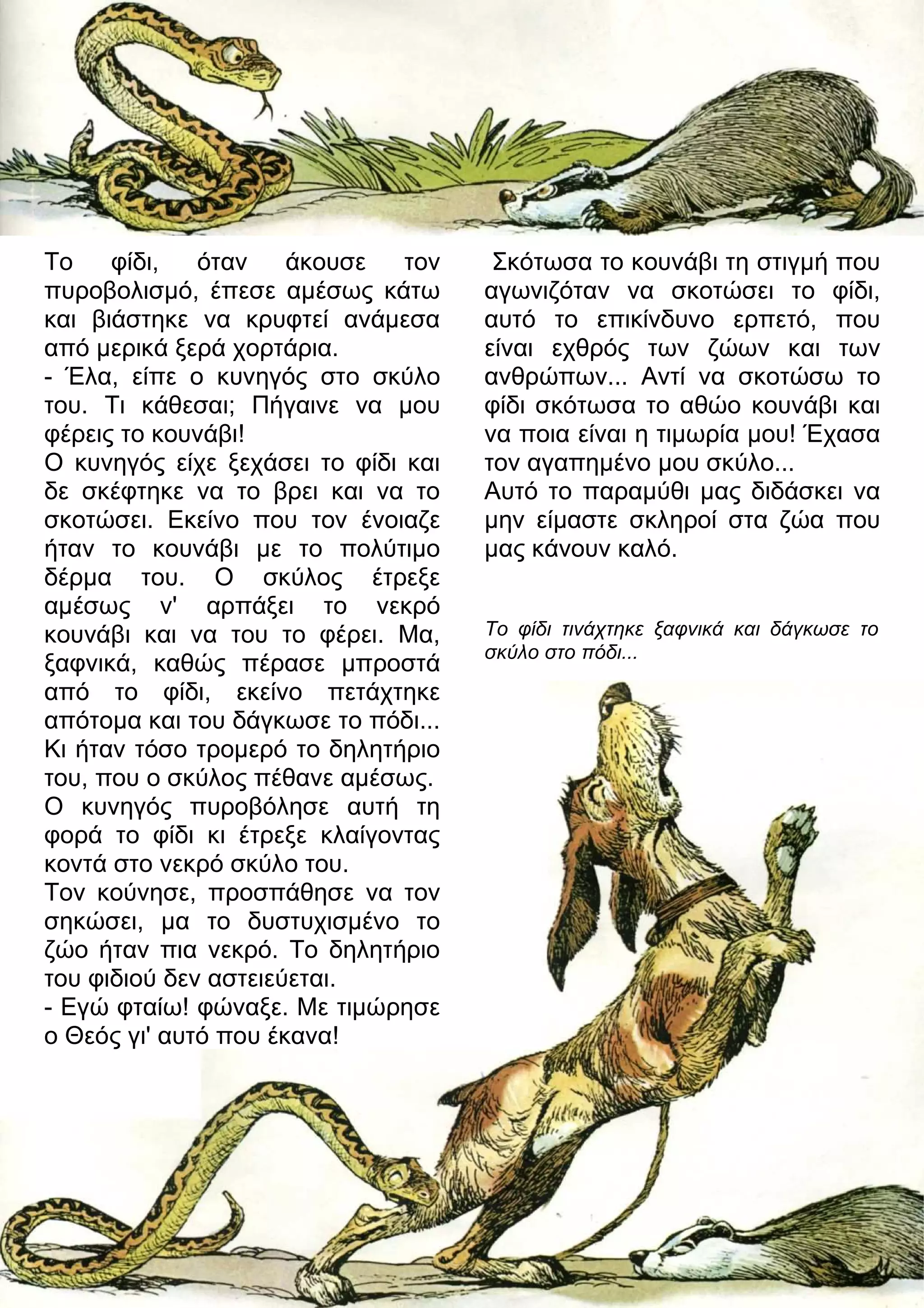 Το φίδι, όταν άκουσε τον 
πυροβολισμό, έπεσε αμέσως κάτω 
και βιάστηκε να κρυφτεί ανάμεσα 
από μερικά ξερά χορτάρια. 
- Έλα, είπε ο κυνηγός στο σκύλο 
του. Τι κάθεσαι; Πήγαινε να μου 
φέρεις το κουνάβι! 
Ο κυνηγός είχε ξεχάσει το φίδι και 
δε σκέφτηκε να το βρει και να το 
σκοτώσει. Εκείνο που τον ένοιαζε 
ήταν το κουνάβι με το πολύτιμο 
δέρμα του. Ο σκύλος έτρεξε 
αμέσως ν' αρπάξει το νεκρό 
κουνάβι και να του το φέρει. Μα, 
ξαφνικά, καθώς πέρασε μπροστά 
από το φίδι, εκείνο πετάχτηκε 
απότομα και του δάγκωσε το πόδι... 
Κι ήταν τόσο τρομερό το δηλητήριο 
του, που ο σκύλος πέθανε αμέσως. 
Ο κυνηγός πυροβόλησε αυτή τη 
φορά το φίδι κι έτρεξε κλαίγοντας 
κοντά στο νεκρό σκύλο του. 
Τον κούνησε, προσπάθησε να τον 
σηκώσει, μα το δυστυχισμένο το 
ζώο ήταν πια νεκρό. Το δηλητήριο 
του φιδιού δεν αστειεύεται. 
- Εγώ φταίω! φώναξε. Με τιμώρησε 
ο Θεός γι' αυτό που έκανα! 
Σκότωσα το κουνάβι τη στιγμή που 
αγωνιζόταν να σκοτώσει το φίδι, 
αυτό το επικίνδυνο ερπετό, που 
είναι εχθρός των ζώων και των 
ανθρώπων... Αντί να σκοτώσω το 
φίδι σκότωσα το αθώο κουνάβι και 
να ποια είναι η τιμωρία μου! Έχασα 
τον αγαπημένο μου σκύλο... 
Αυτό το παραμύθι μας διδάσκει να 
μην είμαστε σκληροί στα ζώα που 
μας κάνουν καλό. 
Το φίδι τινάχτηκε ξαφνικά και δάγκωσε το 
σκύλο στο πόδι... 
 