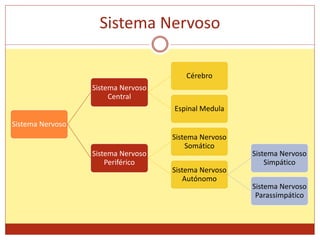 Sistema Nervoso
Sistema Nervoso
Sistema Nervoso
Central
Cérebro
Espinal Medula
Sistema Nervoso
Periférico
Sistema Nervoso
Somático
Sistema Nervoso
Autónomo
Sistema Nervoso
Simpático
Sistema Nervoso
Parassimpático
 