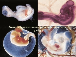 Nossos corpos se moveriam se neles não corresse a vida? 