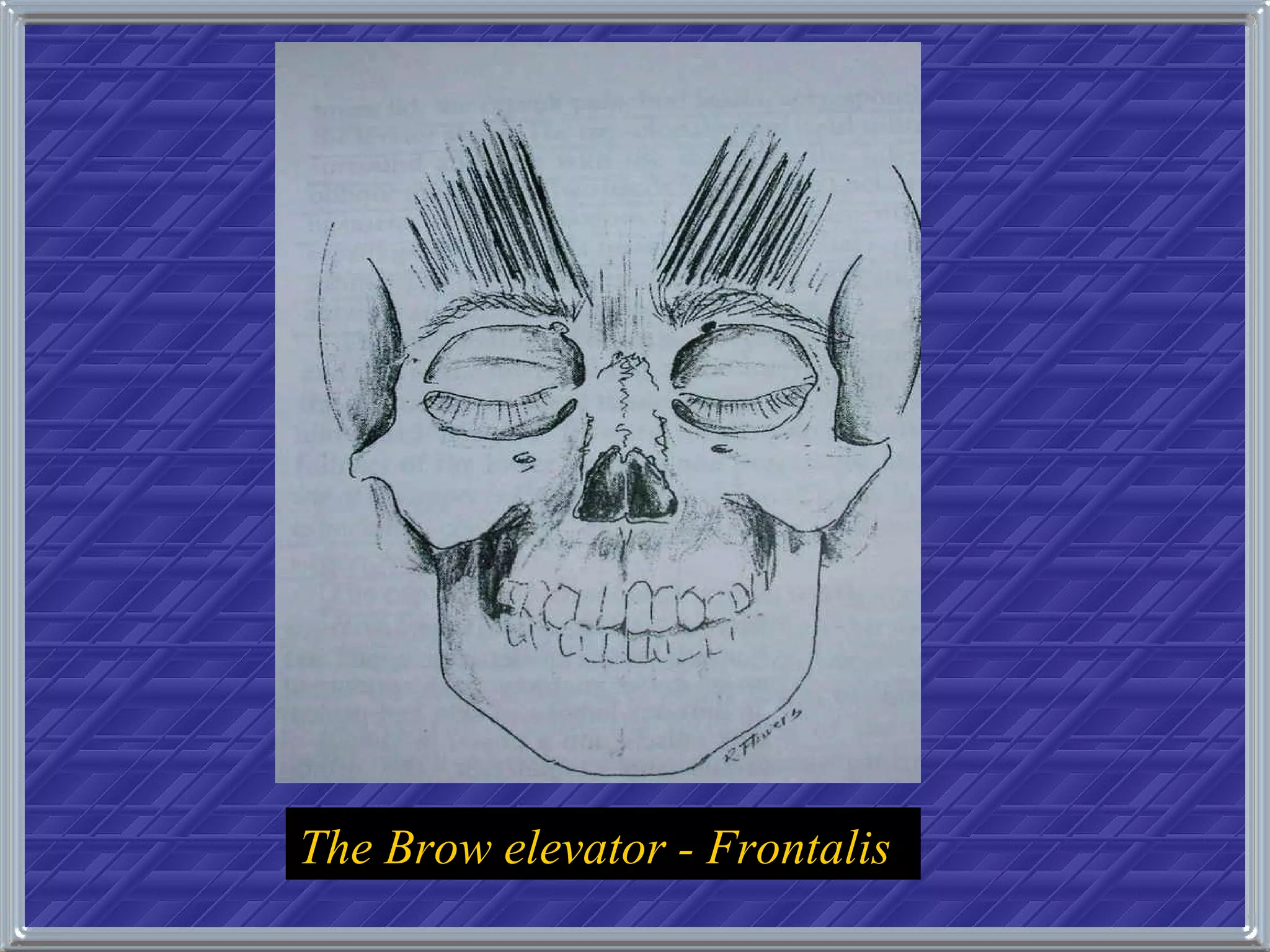 The Brow elevator - Frontalis 