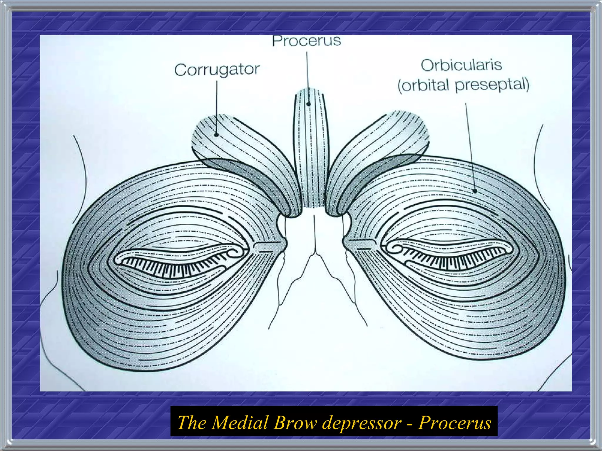 The Medial Brow depressor - Procerus 