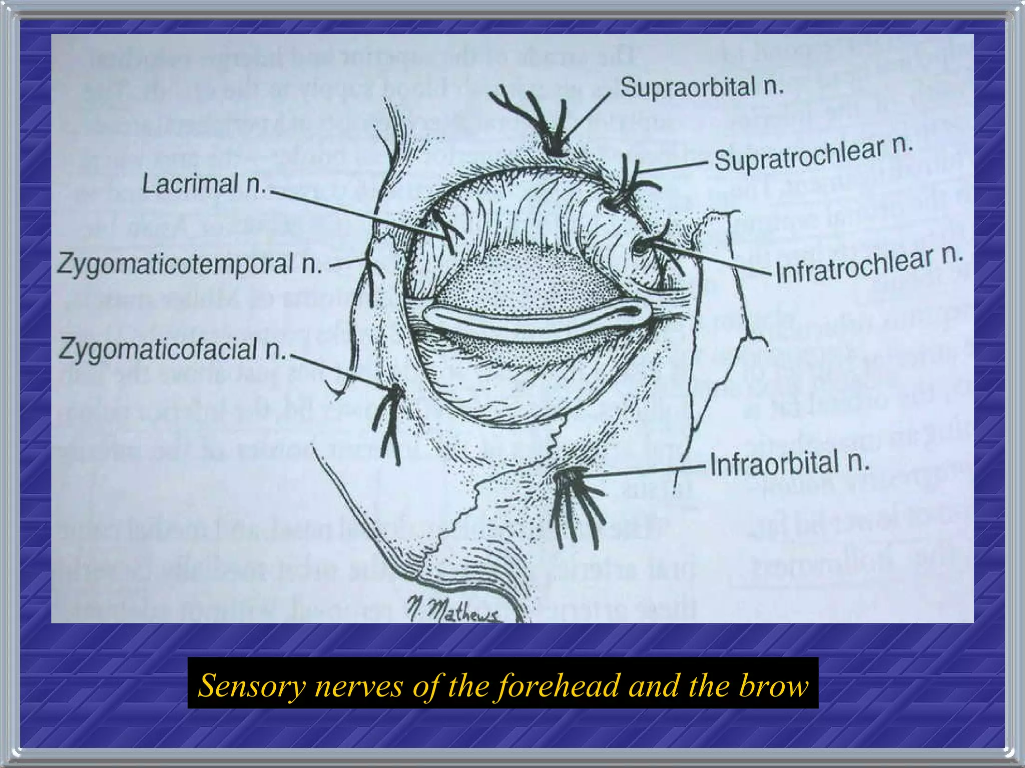 Sensory nerves of the forehead and the brow 