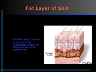 Fat Layer of Skin   The fat layer of the skin  is located in the subcutaneous layer of tissue known as the  hypodermis.  