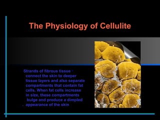 Strands of fibrous tissue    connect the skin to deeper    tissue layers and also separate    compartments that contain fat    cells. When fat cells increase    in size, these compartments    bulge and produce a dimpled    appearance of the skin . The Physiology of Cellulite 