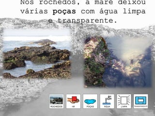 Nos rochedos, a maré deixou
várias poças com água limpa
e transparente.
 