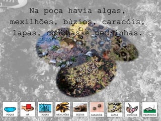 Na poça havia algas,
mexilhões, búzios, caracóis,
lapas, conchas e pedrinhas.
 