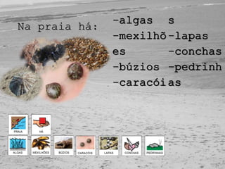 -algas
-mexilhõ
es
-búzios
-caracói
s
-lapas
-conchas
-pedrinh
as
Na praia há:
 