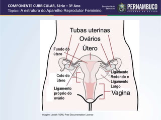 A estrutura aparelho reprodutor feminino.ppt