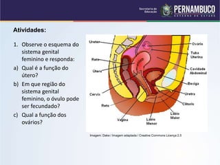 A estrutura aparelho reprodutor feminino.ppt