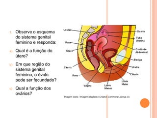 1. Observe o esquema
do sistema genital
feminino e responda:
a) Qual é a função do
útero?
b) Em que região do
sistema geni...