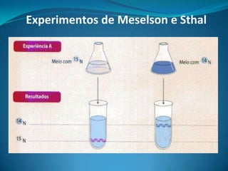 Experimentos de Meselson e Sthal

 