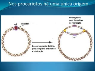 Nos procariotos há uma única origem

 