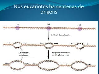 Nos eucariotos há centenas de
origens

 