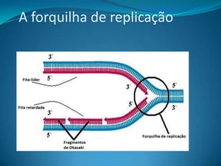 A forquilha de replicação

 