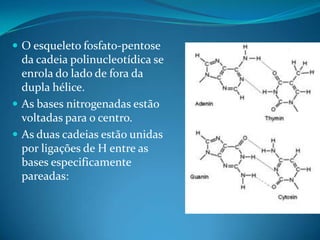  O esqueleto fosfato-pentose

da cadeia polinucleotídica se
enrola do lado de fora da
dupla hélice.
 As bases nitrogenadas estão
voltadas para o centro.
 As duas cadeias estão unidas
por ligações de H entre as
bases especificamente
pareadas:

 