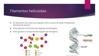 Filamentos helicoidais
 Os filamentos são unidos por ligações entre os pares de bases nitrogenadas
lateralmente opostos
 Entre adenina e timina há duas ligações de hidrogênio
 Entre guanina e citosina há três ligações de hidrogênio
 