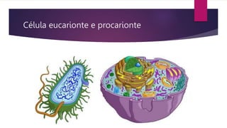 Célula eucarionte e procarionte
 