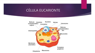 CÉLULA EUCARIONTE
 